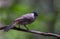 Sooty-headed Bulbul Pycnonotus aurigaster on banch tree in park