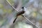 Sooty-headed bulbul Pycnonotus aurigaster Beautiful Birds of Thailand