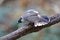 Sooty-headed bulbul Pycnonotus aurigaster Beautiful Birds of Thailand