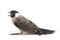 The sooty-headed bulbul Pycnonotus aurigaster is a species of songbird in the Bulbul family, Pycnonotidae. It is found in south-