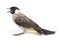 The sooty-headed bulbul Pycnonotus aurigaster is a species of songbird in the Bulbul family, Pycnonotidae. It is found in south-