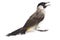 The sooty-headed bulbul Pycnonotus aurigaster is a species of songbird in the Bulbul family, Pycnonotidae. It is found in south-
