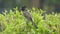 Sooty-headed bulbul, songbird in the Bulbul family, Pycnonotidae. Red-vented Bulbul Adult Lone Resting in Spring in India. Beautif