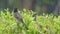 Sooty-headed bulbul, songbird in the Bulbul family, Pycnonotidae. Red-vented Bulbul Adult Lone Resting in Spring in India. Beautif