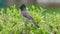 Sooty-headed bulbul, songbird in the Bulbul family, Pycnonotidae. Red-vented Bulbul Adult Lone Resting in Spring in India. Beautif