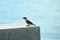 Sooty-headed Bulbul is taking a insect in its beak.