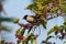 Sooty-headed Bulbul is taking a red fruit in its beak, eating on the branch, under the sunshine.