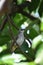 Sooty-headed Bulbul on the upper side of the body of the back and tail is gray brown