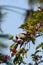 Sooty-headed Bulbul is using its beak to take a fruit from the branch.