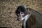 The sooty mangabey, Cercocebus atys