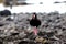 A Sooty Oystercatcher