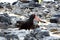 A Sooty Oystercatcher