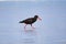 Sooty Oystercatcher with blue background