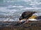 Sooty Oystercatcher looking for food on a rock