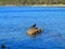 Sooty Oystercatcher shorebird on rock in blue water