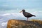 Sooty Oystercatcher standing or rock with blue sea background
