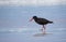 Sooty Oystercatcher wading beach at low tide