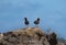 Sooty Oystercatchers standing on a rocky headland