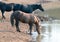 Sooty Palomino stallion drinking at waterhole with herd in the Pryor Mountains Wild Horse Range in Montana USA