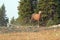 Sooty Palomino stallion wild horse running on a ridge in the Pryor Mountains Wild Horse Range in Montana USA