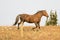 Sooty Palomino stallion wild horse running on a ridge in the Pryor Mountains Wild Horse Range in Montana USA