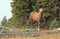 Sooty Palomino stallion wild horse running on a ridge in the Pryor Mountains Wild Horse Range in Montana USA