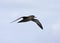 Sooty Shearwater, Grauwe Pijlstormvogel, Puffinus griseus