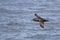 Sooty Shearwater, Puffinus griseus gliding