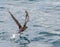 Sooty Shearwater running with uplifted wings