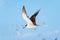 Sooty Tern in Flight