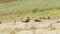 Sooty Tern juvenile seeks food from one adult but receives food from another on Lord Howe Island Australia