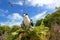 Sooty tern nesting