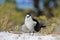 Sooty tern (Sterna fuscata) bird