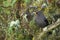 Sooty Thrush - Turdus nigrescens