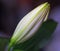 Sophisticated closed white lily bud