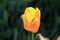 Sophisticated and proud blooming spring lonely tulip