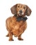 Sophisticated Weiner Dog In Black Tie Isolated on White