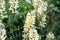 Sophora foxtail, Sophora alopecuroides, Sophora vulgaris, perennial medicinal herb. A species of the genus Sophora in the legume