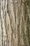 Sophora japonica tree. Bark of tree. Tree trunk. Acacia.