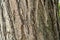 Sophora japonica tree. Bark of tree. Tree trunk. Acacia.