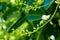 Sophora japonica tree. tree leaves. Acacia. Sophora japonica flowers. Blurred Background