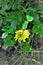 Sophora tomentosa flower and leaves