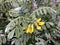 Sophora Tomentosa (Necklacepod) Plant Blossoming.