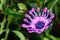 Soprano lilac African daisy