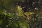 Sorbaria foliage closeup with raindrops