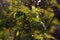 Sorbaria foliage closeup with raindrops