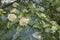 Sorbus aria branch in summer