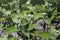 Sorbus aria - Wild plant shot in the spring.