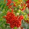 Sorbus aucuparia ashberry rowan tree mountain ash S. sorb service shrub, red ripe fruits, leaves, bright vertical sunny rowanberry