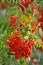 Sorbus aucuparia ashberry rowan tree mountain ash S. sorb service shrub, red ripe fruits, leaves, bright vertical sunny rowanberry